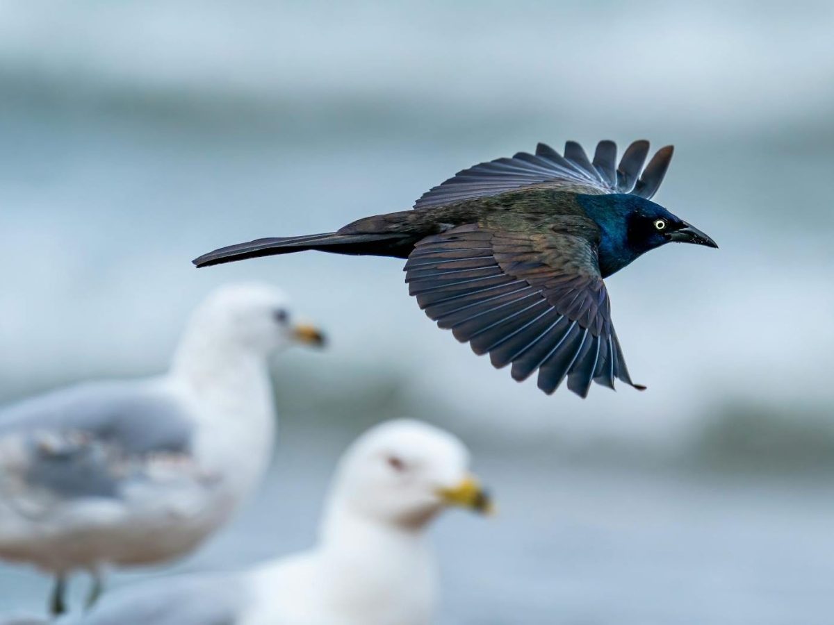 Biodiversity makes your life better, healthier,&nbsp;freer
