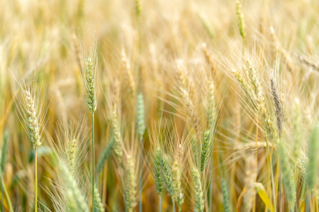 Food systems can drive climate&nbsp;transformation